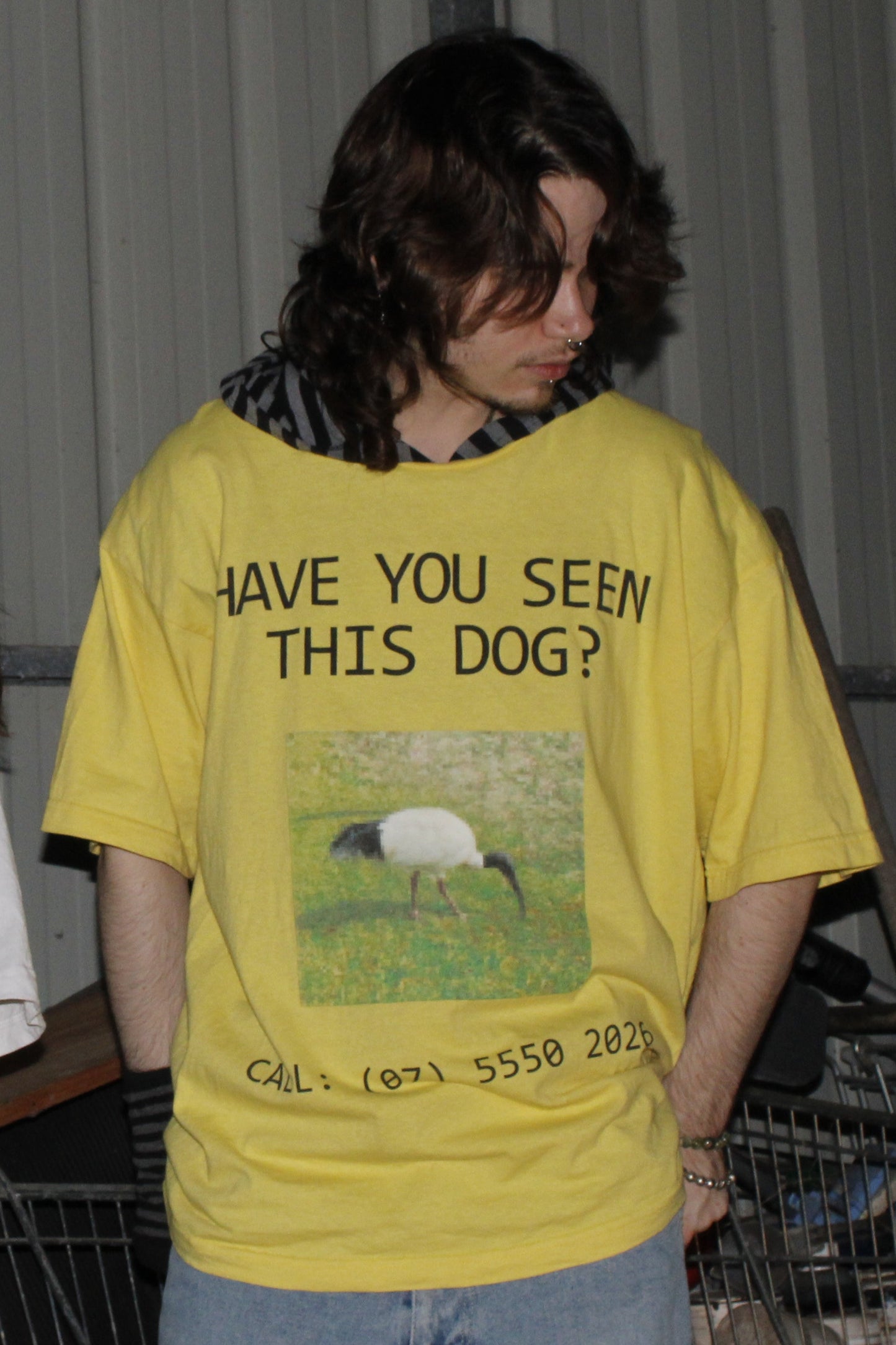 Have You Seen This Dog?