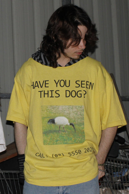 Have You Seen This Dog?